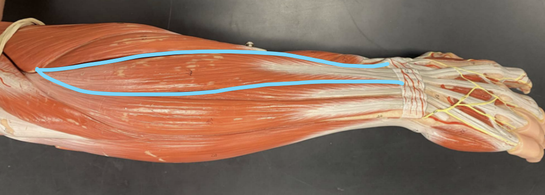 knowt flashcard image