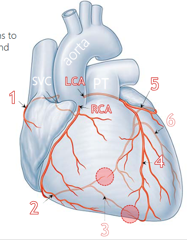 <p>(5) runs under auricle of left atrium, in atrioventricular sulcus, onto posterior surface, supplies left atrium and via #6:</p>