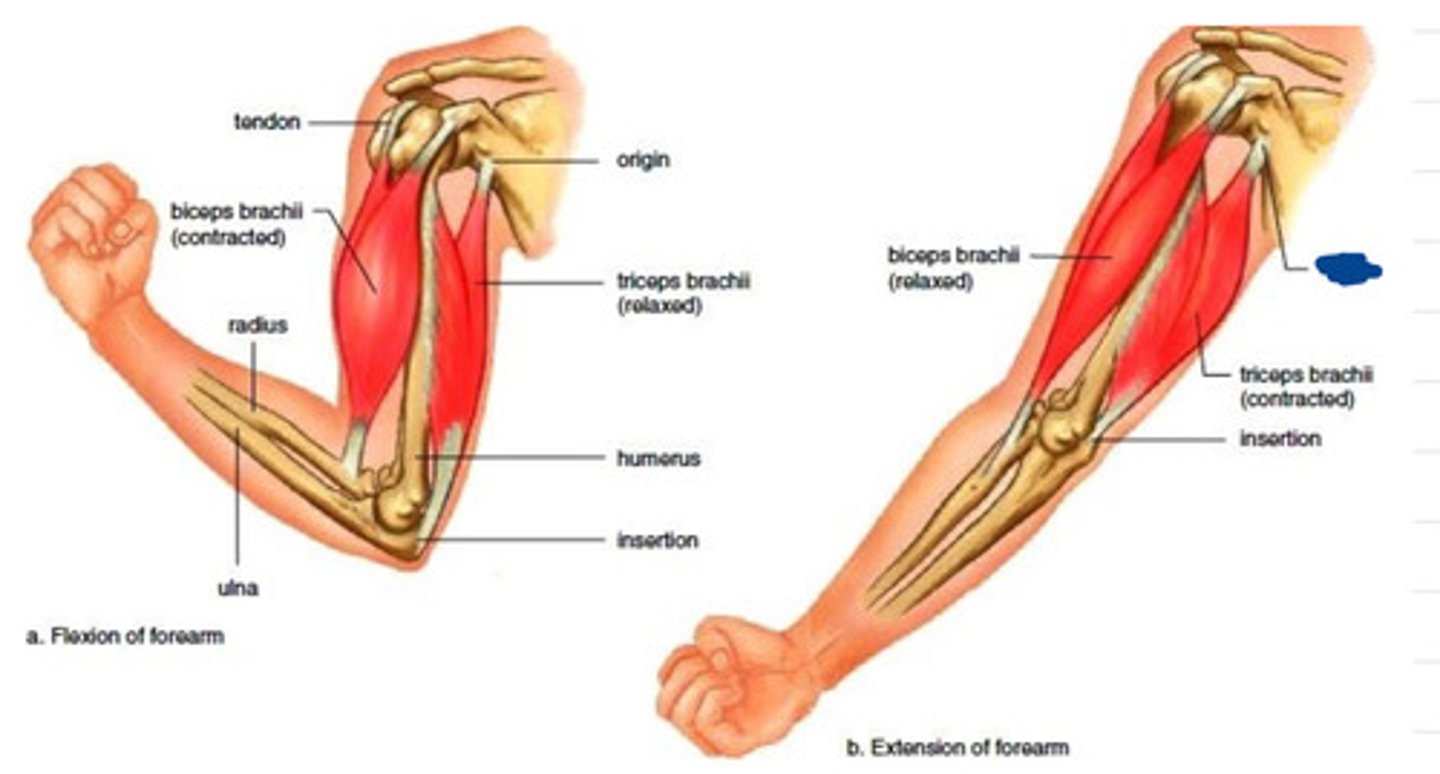knowt flashcard image