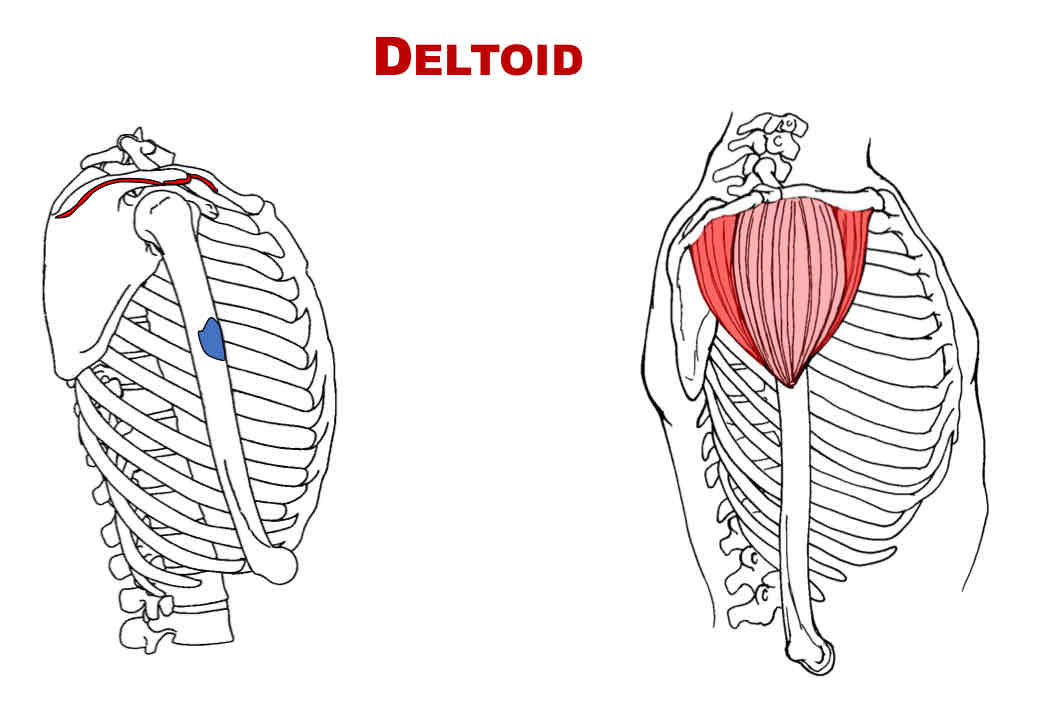 <p>Origin of Middle Deltoid</p>