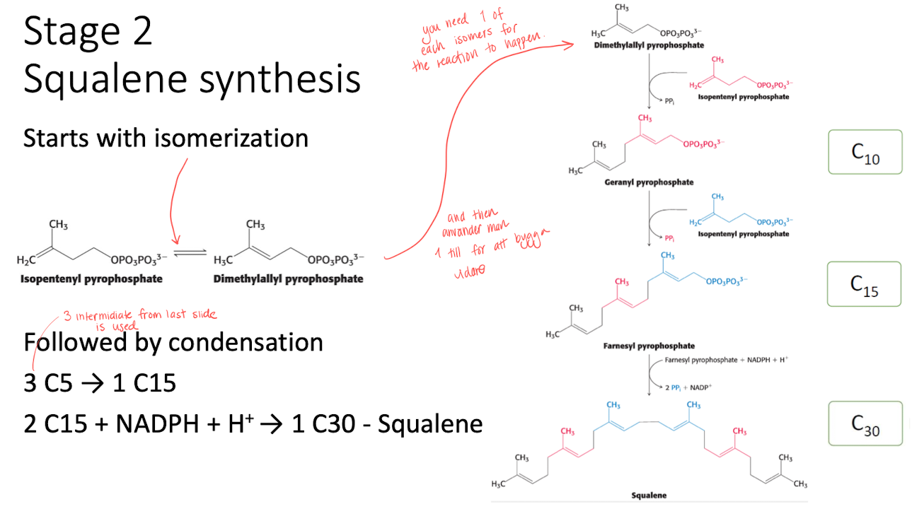 <ol><li><p>Isomerization of <strong>isopentyl pyrophosphate</strong> into <strong>demetylallyl pyrophospahte</strong>. 1 of each is needed to start the reaction. </p></li><li><p>Followed by condensation to form <strong>squalene </strong>using 1 NADPH. </p></li></ol><p></p>