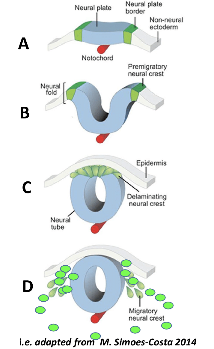 <p>Is initially derived from the <strong>neural plate </strong>of the embryo:</p><ul><li><p>Specialized layer of ectoderm </p><ul><li><p>Bends in, and embryo folds in on itself to form the <strong>neural tube</strong></p></li><li><p>The <strong>neural crest </strong>is formed at the point where the two borders connected to form the tube</p></li></ul></li></ul><p></p><p>The <strong>neural crest </strong>forms the <strong>PNS</strong></p><p></p><p>The <strong>neural TUBE </strong>forms the <strong>CNS</strong></p><p></p>