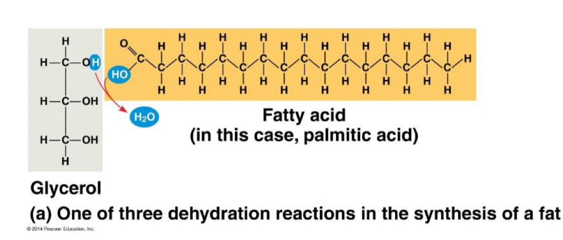 <ul><li><p>A glycerine is formed when glycerol is linked to one or more fatty acids, resulting in the formation of an ester linkage</p></li><li><p>ester linkage between a hydroxyl (OH) group of glycerol and carboxyl group (COOH) group of a fatty acid —> condensation rxn, where one water molecule of water is lost</p></li><li><p>each glycerol has 3 -OH groups, has the potential to form up to 3 ester linkages</p></li></ul><p></p>
