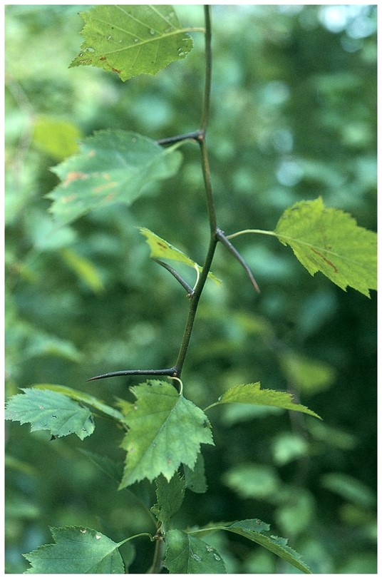 modified axillary buds/branches