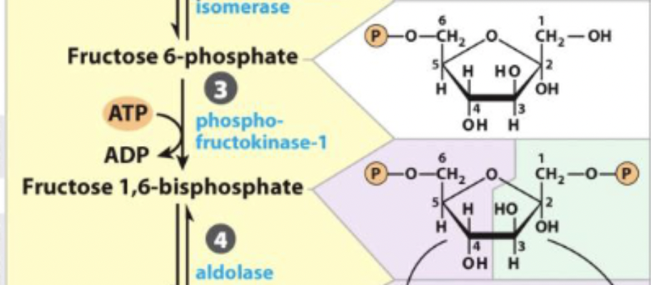 <p>Fructose-phosphate → Fructose 1,6-biphosphate</p>