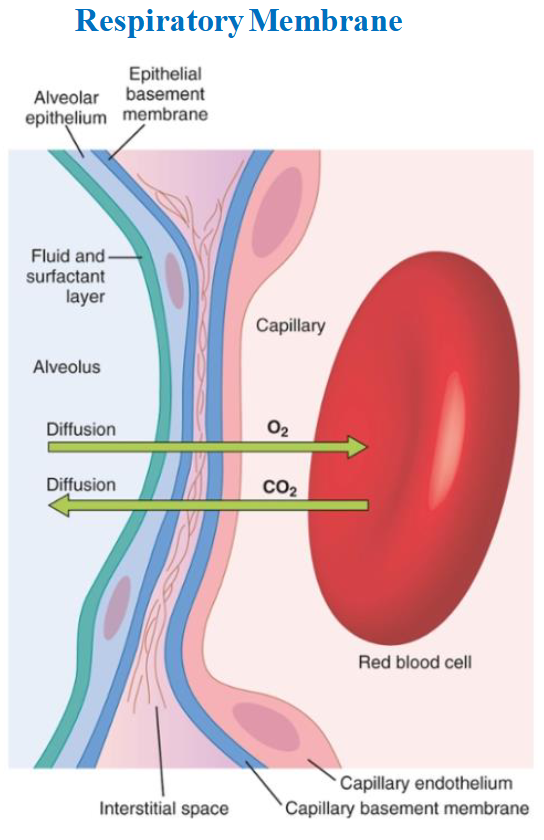<ul><li><p><span>Respiratory membrane is the point at which the capillaries meet the alveolar sacs</span></p></li><li><p><span><u>Layers</u></span></p><ul><li><p><span>Layer of liquid lining alveolus containing pulmonary surfactant → reduces surface tension</span></p></li><li><p><span>Alveolar epithelium composed of simple squamous</span></p></li><li><p><span>Basement membrane of epithelium</span></p></li><li><p><span>Thin interstitial space between basement membrane and capillary basement membrane</span></p></li><li><p><span>Basement membrane of the capillary endothelium</span></p></li><li><p><span>Capillary endothelium composed of simple squamous</span></p></li></ul></li></ul><p></p>