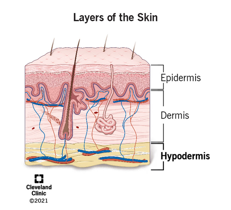 <p>The hypodermis, also known as the <strong>subcutaneous layer</strong>, is the<strong> innermost layer </strong>of the skin.</p><p><u>Function:</u> Mainly composed of <strong>fat cells (adipocytes)</strong> and <strong>connective tissues</strong></p><ul><li><p>fat cells → insulates and cushions body, stores energy </p></li><li><p>connective tissues → connects dermis layer to muscle and body</p></li></ul><p></p>