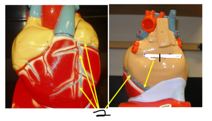<p><span><span>Name blood vessel 1</span></span></p>