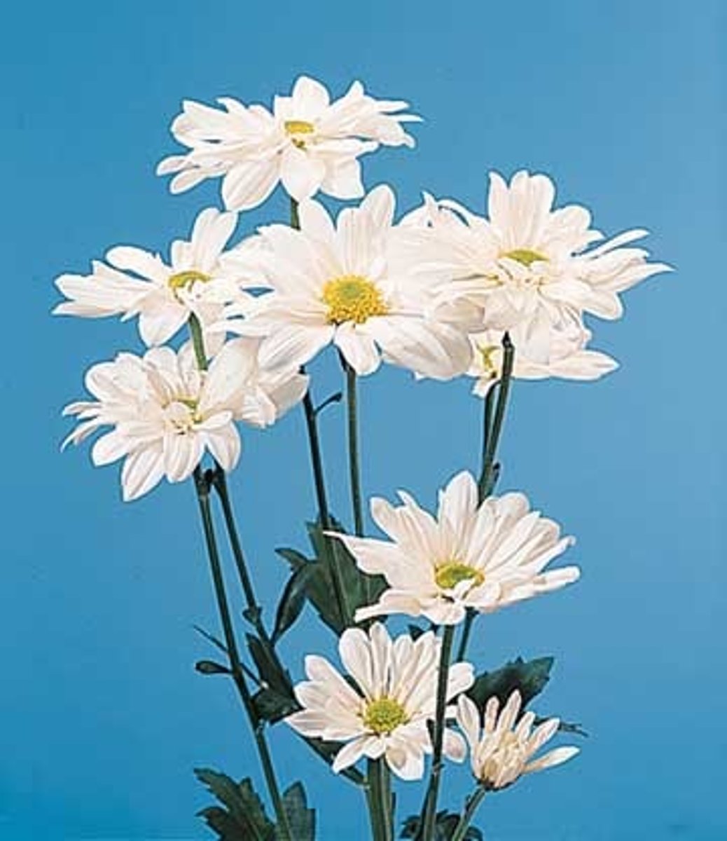 <p>Chrysanthemum; Mass</p>