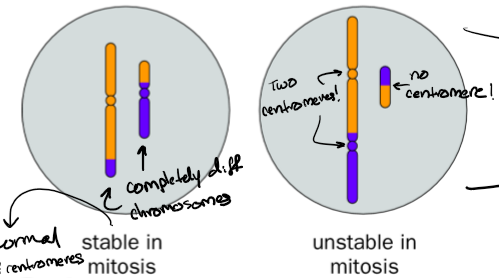<p>One pair of sister chromatids end up in an egg. </p><p>acentric fragments exchange: It looks like crossing over happens. If only acentric fragments are exchanged, both chromatids are stable in mitosis because they both end up with a centromere</p><p>centric and acentric fragment exchanged: after crossing over happens (I think that’s what’s going on), one chromatid will end up with two centromeres and the other chromatid will end up with no centromeres. The little chunk with no centromeres is unstable during mitosis because it can’t separate properly</p>