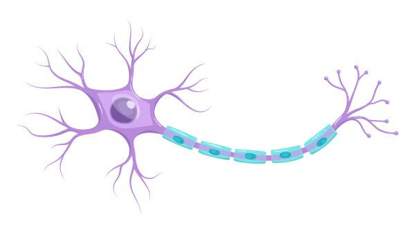 <p>Neuron (definition)</p>