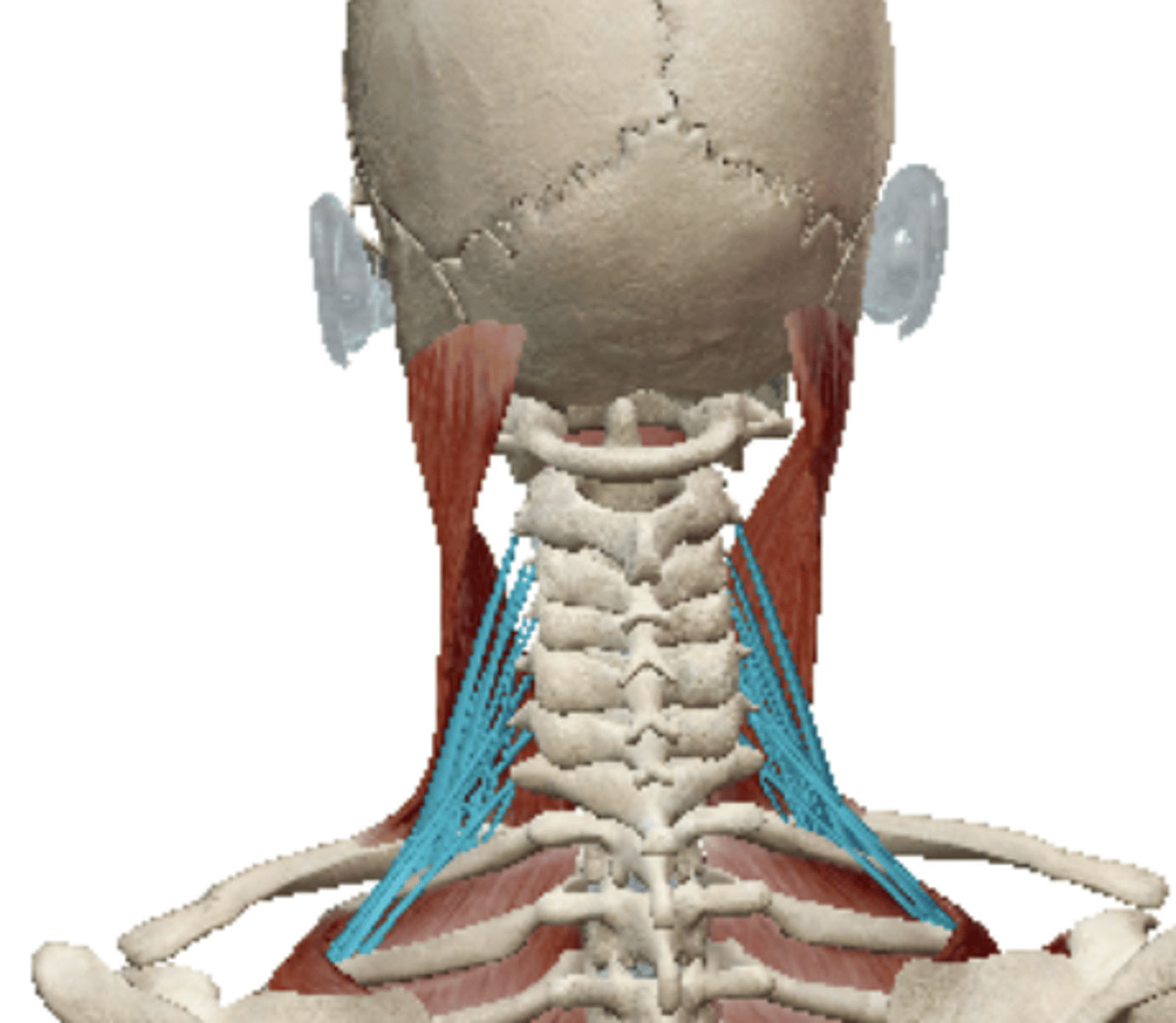 <p>Name the muscle</p>