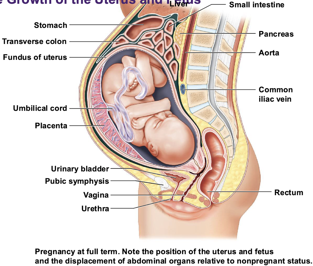<ul><li><p>Uterus will increase in length from 7.5 cm to 30 cm </p></li><li><p>Contains almost 5 L of fluid </p></li><li><p>the uterus and contents weigh about<strong> 22 pounds </strong></p></li><li><p>Maternal abdominal organs are pushed out of their normal positions — <strong>these organs remain functional but are displaced </strong></p></li></ul><p></p>