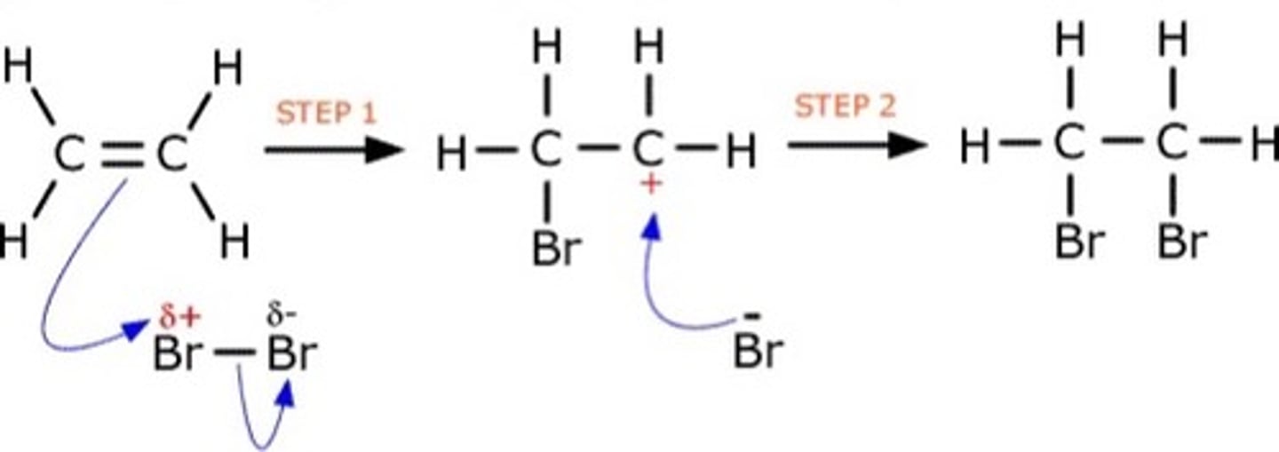 <p>As Br2 approaches the C=C bond, high electron density of the bond induces a dipole in Br2</p><p>Delta positive Br in now an electrophile</p><p>A pair of electrons from C=C are accepted by the electrophile (this is electrophilic attack)</p><p>C=C bond breaks to accept Br atom</p><p>Br-Br bond breaks through heterolytic fission</p><p>Creates a Br- ion and a carbocation intermediate</p><p>Br- will now attack C+ to form a second bond</p><p>Creates 1,2-dibromoethane</p>