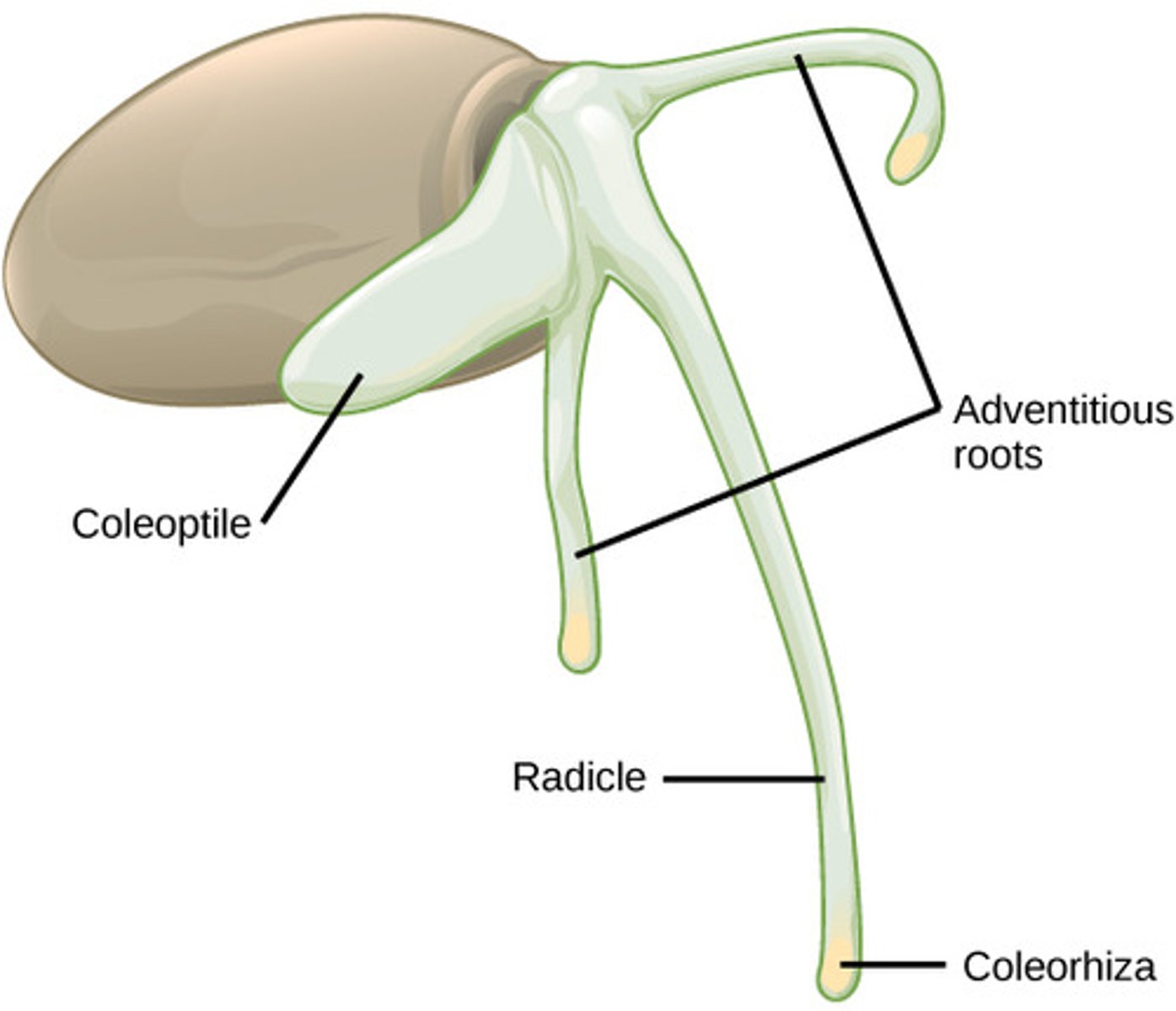 <p>coleoptiles<br><br>(Note: in developing <br>young plants, the coleoptiles <br>appears first followed by the <br>true leaves of the plumule)</p>