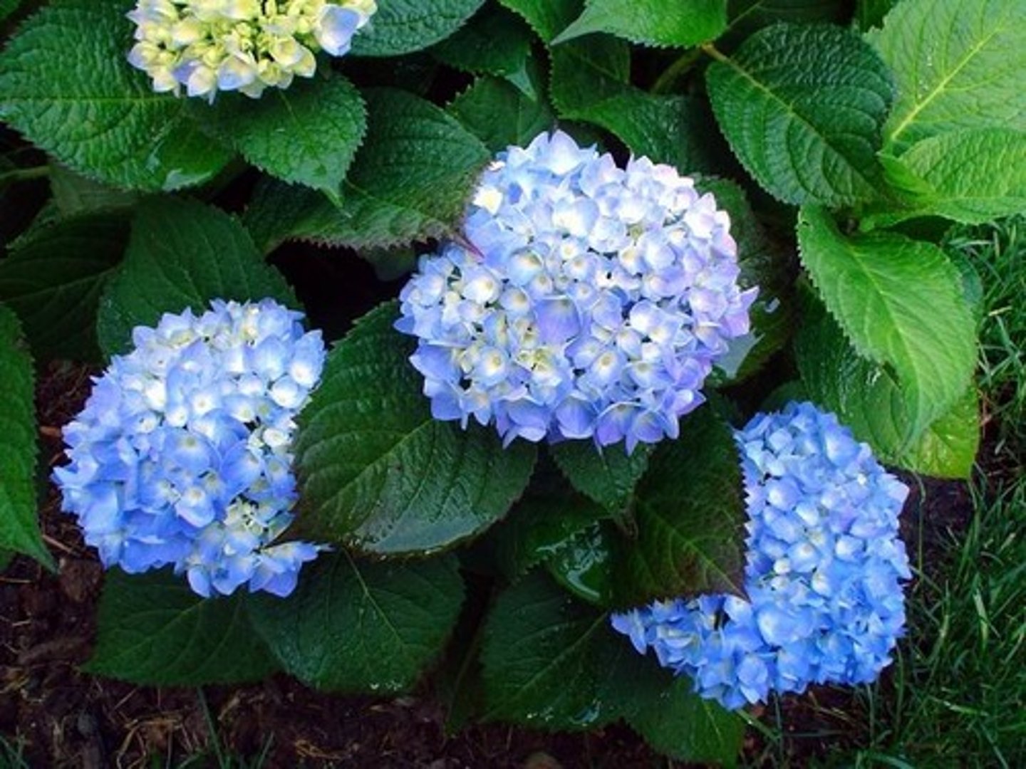 <p>Bigleaf Hydrangea</p>