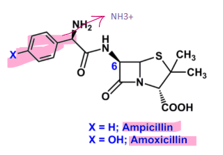 <ul><li><p>semi-synthetic penicillin </p></li><li><p><strong>acid stable</strong></p><ul><li><p>due to <strong>primary amine</strong> is charged at acidic pH </p></li><li><p>becomes an EWG and hinders the intermolecular cyclization because decreases the electron density </p></li></ul></li><li><p><strong>orally </strong>active</p></li><li><p>sensitive to hydrolysis by B-lactamases and alkaline pH </p></li></ul>