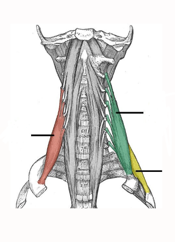 <p>Scalenes (3) </p>