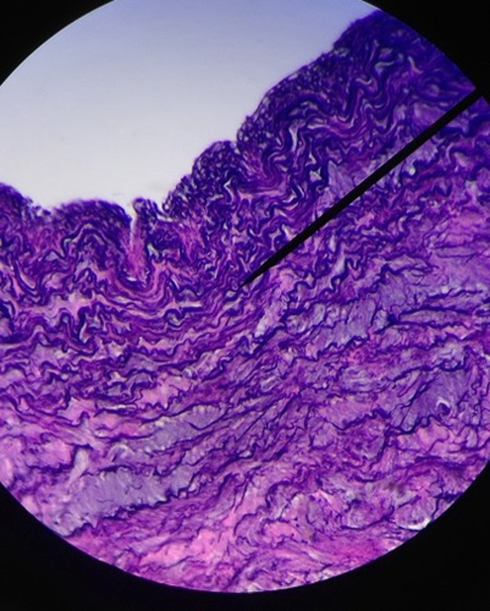 <p>Identify the tissue.</p>