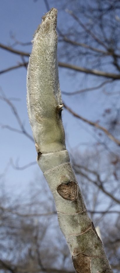 <p>Family:</p><p>Genus:</p><p>Species:</p><p>Common Name:</p>