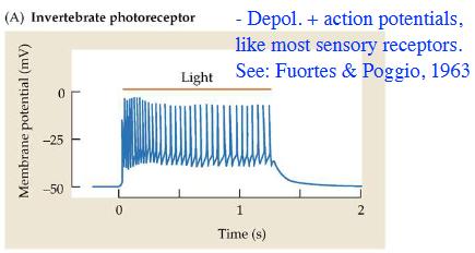 <p>Depolarized, + Action Potentials, like most sensory receptors.</p>