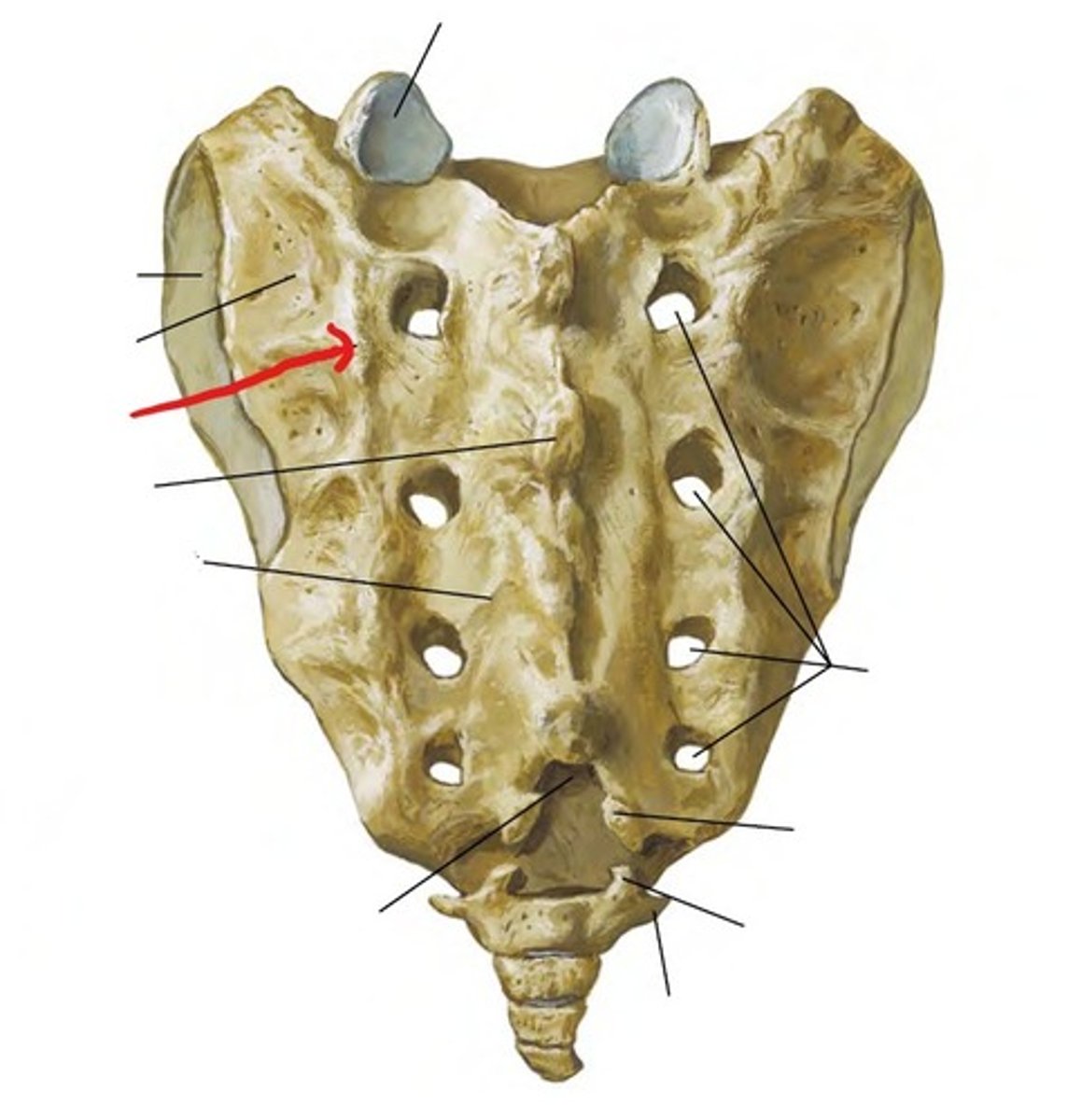 <p>Name the structure.</p>