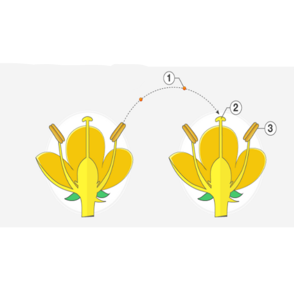 <p>What kind of pollination is this?</p>