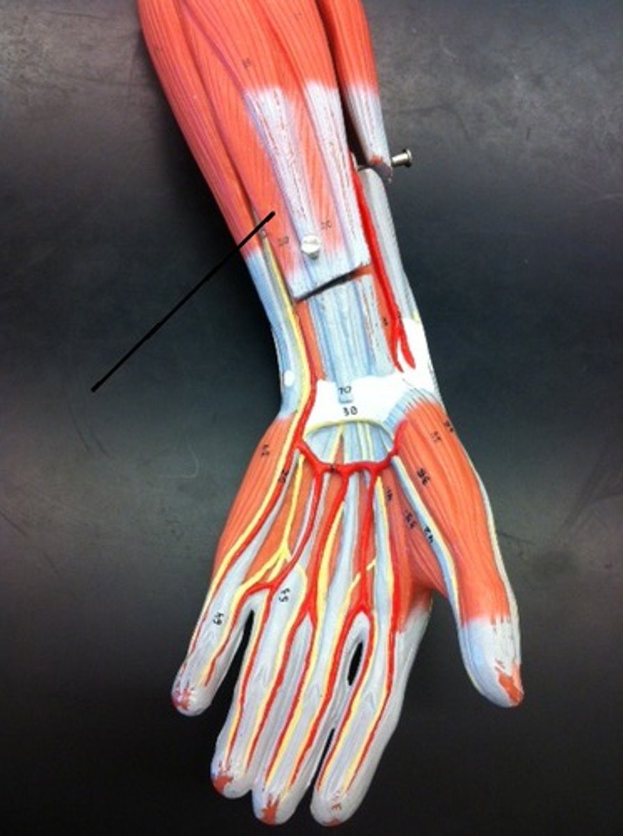 <p>What is indicated?</p>
