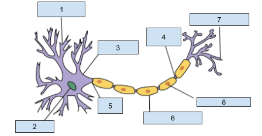 <p>4) Nodes of Ranvier </p>