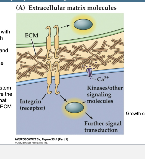 <p>Figure 23.4- Several families of ligands and receptors constitute the major classes of axon<br>guidance molecules (Part 1) – Non-diffusible signals</p><p>Extracellular Matrix Molecules</p>