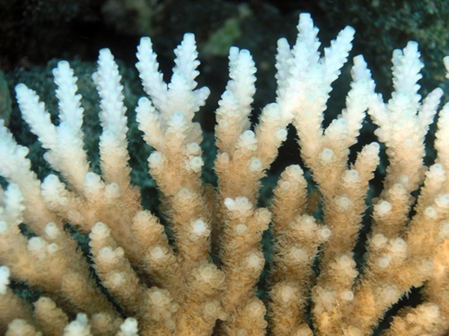 <p>A phenomenon in which algae inside corals die, causing the corals to turn white.</p>