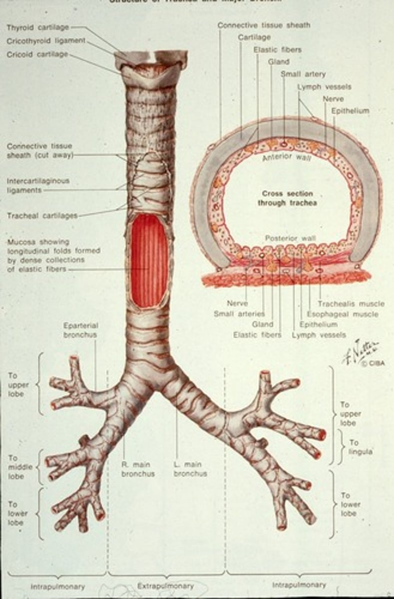<p>The trachea is 11-12 cm long, 2-2.5 cm in diameter, and has 16-20 horseshoe-shaped rings of hyaline cartilage.</p>