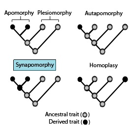 <p>a shared, dervied charcter common between an ancestor and its descendants. </p><p>→</p>