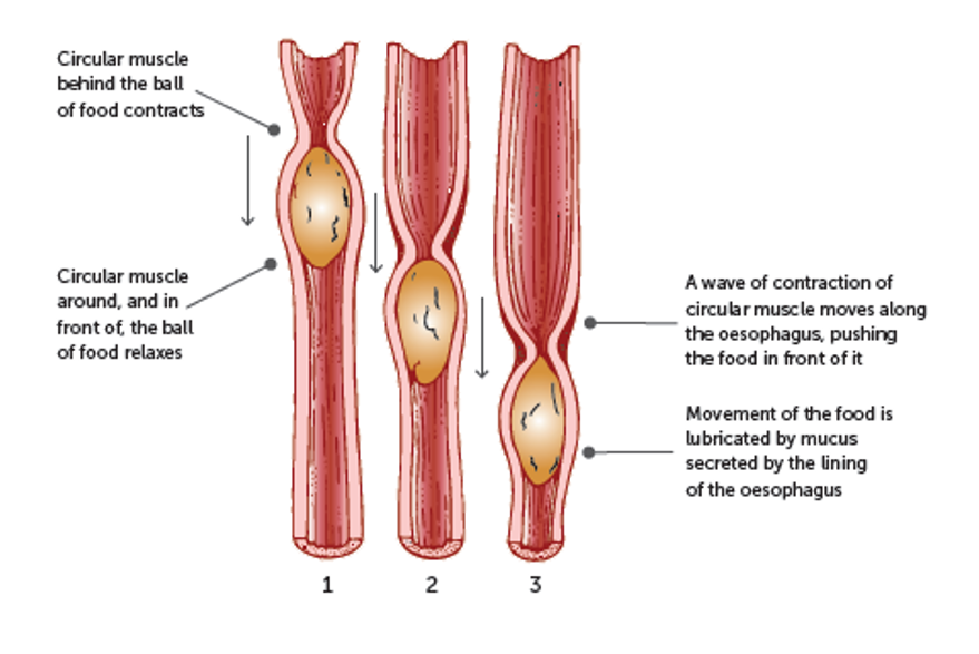 <p>. as the bolus enters the pharynx + oesophagus, the circular muscle behind it contracts to narrow the tube</p><p>—&gt; this movement pushes the food in front of it, assisted by the secretion of mucus that lubricates the inner lining</p><p>. muscle in front of bolus relaxes</p><p>. muscle behind bolus contracts </p>