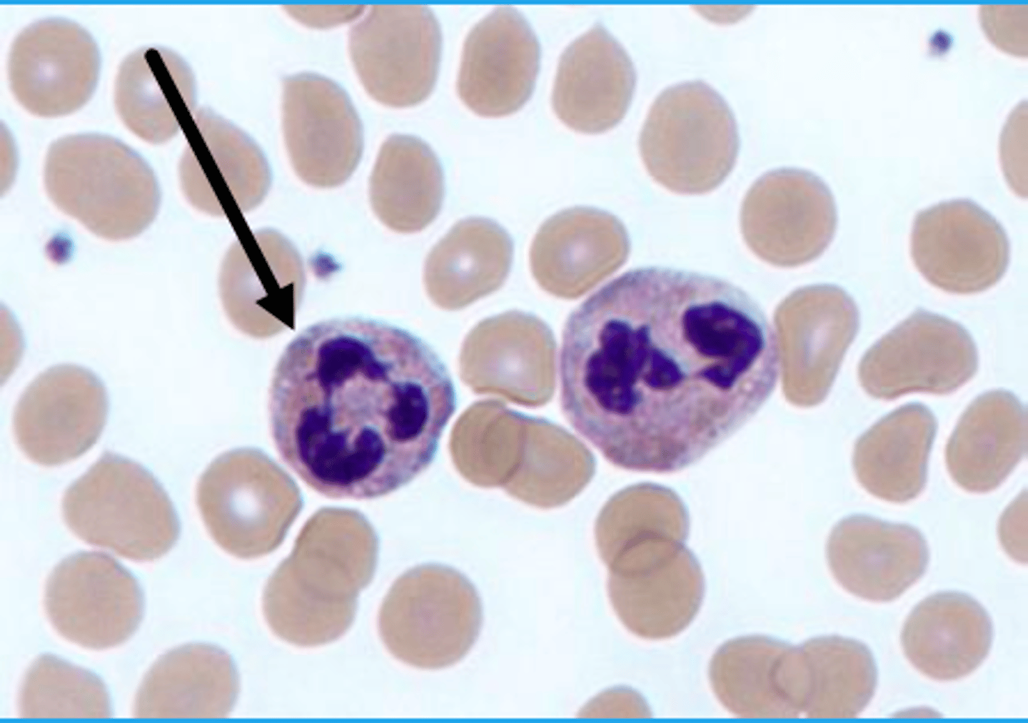 <p>De udgør størstedelen af granulocytterne.</p><p>De indeholder polymorfe kerner</p><p>De modnes i knoglemarven, kommer ud i blodet og vandre til vævet hvor de kun overlever et par dage.</p><p>De er første forsvar mod mikroorganismer, og deres hovedfunktion er fagocytose.</p>
