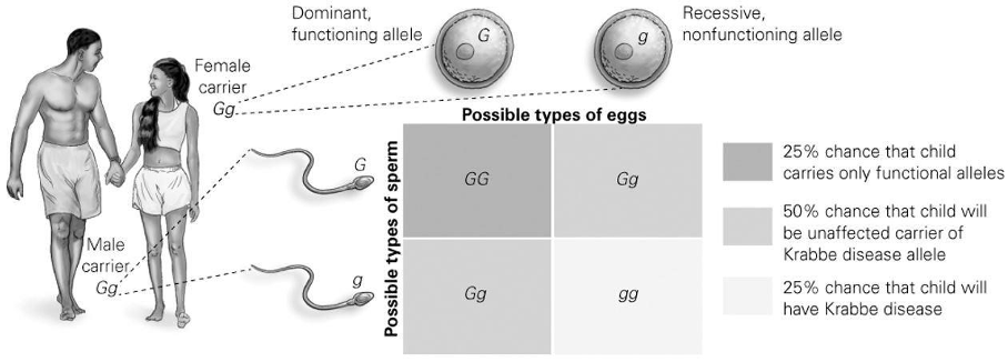 <p><span style="font-family: &quot;Times New Roman&quot;; font-size: 16px;">According to the Punnett square diagram, how many different genotypes are possible for this cross? </span></p><p><span style="font-family: &quot;Times New Roman&quot;; font-size: 16px;">A) 1</span></p><p><span style="font-family: &quot;Times New Roman&quot;; font-size: 16px;">B)</span><span style="font-family: &quot;Times New Roman&quot;; font-size: 9.33px;">&nbsp; </span><span style="font-family: &quot;Times New Roman&quot;; font-size: 16px;">2</span></p><p><span style="font-family: &quot;Times New Roman&quot;; font-size: 16px;">C)</span><span style="font-family: &quot;Times New Roman&quot;; font-size: 9.33px;">&nbsp; </span><span style="font-family: &quot;Times New Roman&quot;; font-size: 16px;">3</span></p><p><span style="font-family: &quot;Times New Roman&quot;; font-size: 16px;">D)</span><span style="font-family: &quot;Times New Roman&quot;; font-size: 9.33px;">&nbsp; </span><span style="font-family: &quot;Times New Roman&quot;; font-size: 16px;">4</span></p>