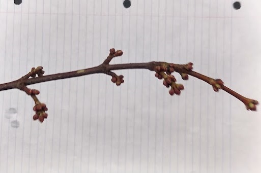 <p>roundish buds 2-4 pairs of scales; odorless twig, dark red and lustrous</p>