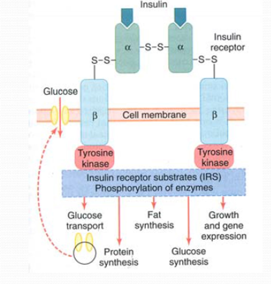 <p>Receptor tyrosine kinase, autophosphorylation in response to binding of insulin</p>