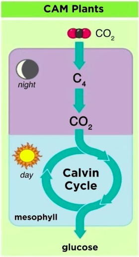 <p><span style="background-color: transparent;"><em><span>(Cacti, Pineapples)</span></em></span></p><ul><li><p><span style="background-color: transparent;"><strong><span>temporally separates (night/day)</span></strong></span></p></li></ul><p></p>