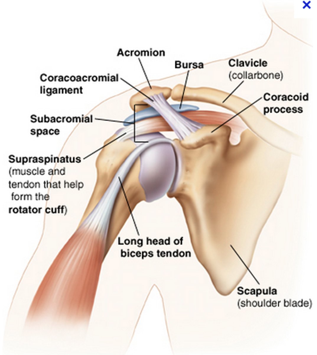 <p>Combination of....</p><p>Extrinsic compression: Rotator cuff is between humeral head, anterior acromion, coracoacromial ligaments, and acromioclavicular joint</p><p>Intrinsic degeneration: Supraspinatus- constant microtrauma of the supraspinatus leads to degeneration and imbalance of the glenohumeral joint causing superior migration of the humeral head and narrowing of the subacromial space</p><p>Inflammatory process: Inflammation of subacromial bursa causing impingement surrounding structures (humerus, rotator cuff, and acromion)</p>