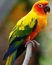 <p>parrot</p>