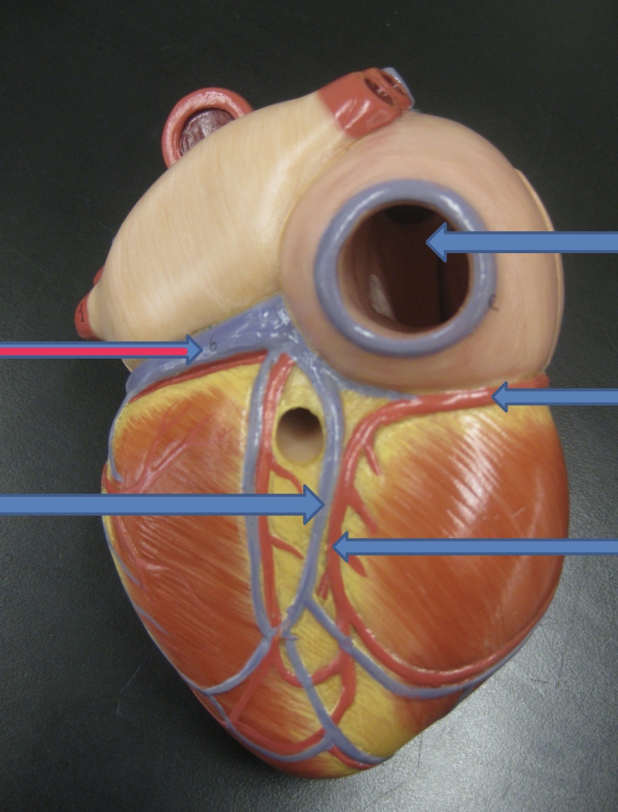 knowt flashcard image