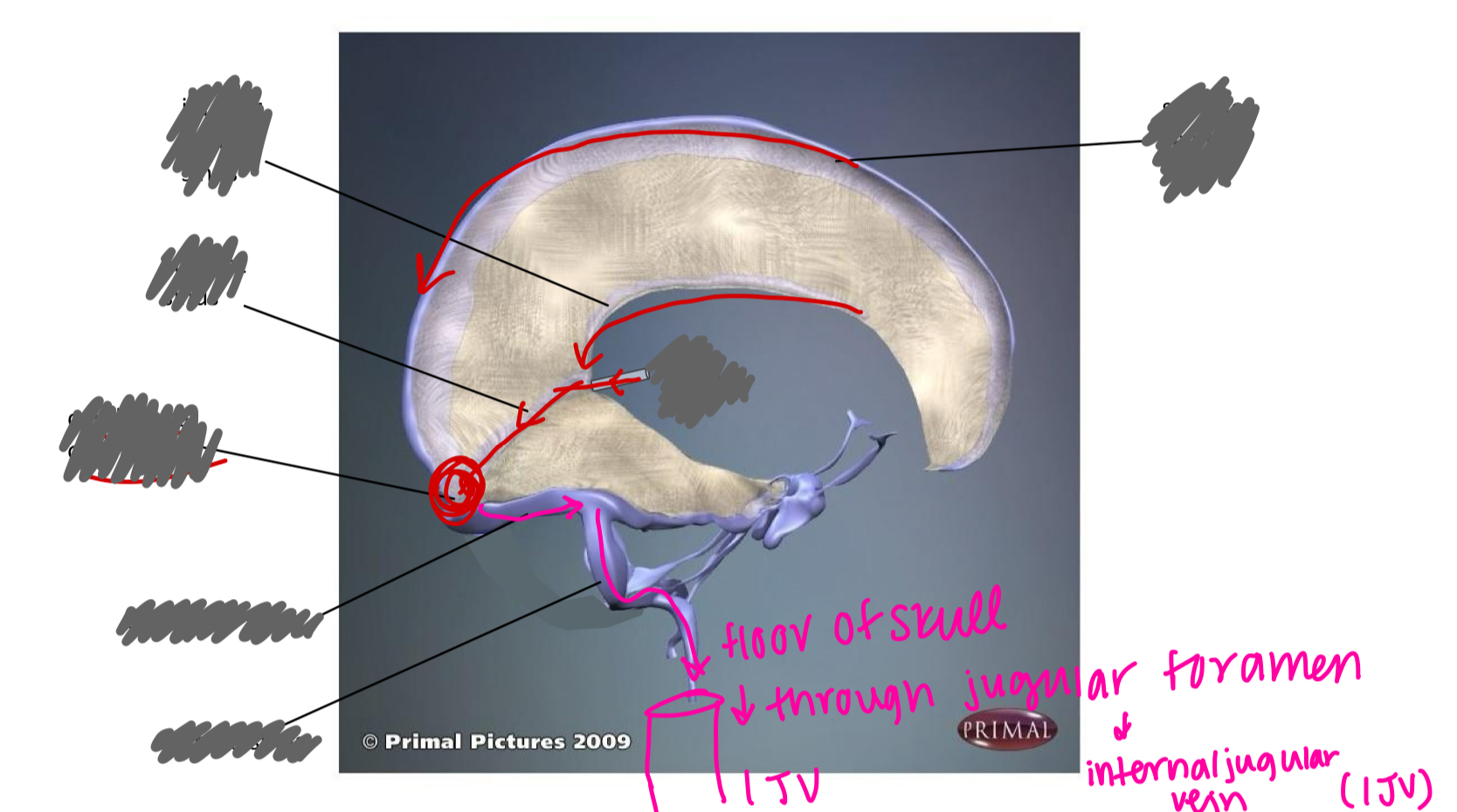 <p>label the sinuses</p>