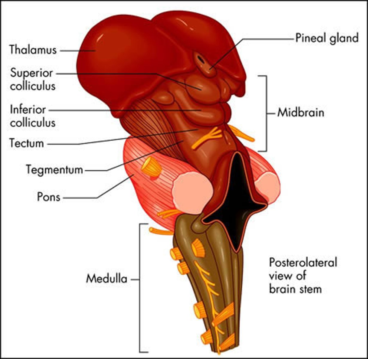 <p>Brain Stem</p>