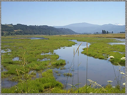 water-saturated land area that supports aquatic plants