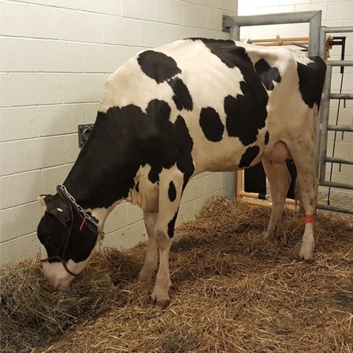 <p>"Tipical" cow appearance</p>