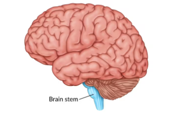 <ul><li><p><span><span>connects your brain to spinal cord.</span></span></p></li><li><p><span><span>sends messages to the rest of your body to regulate balance, breathing, heart rate</span></span></p></li><li><p><span><span>carries signals that regulate body functions</span></span></p></li></ul><p></p>