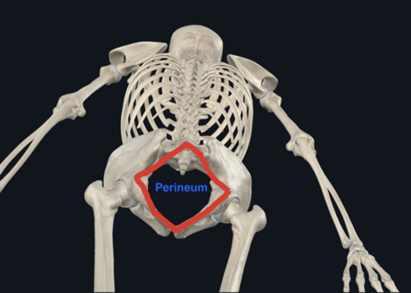 <p>Perineum</p>