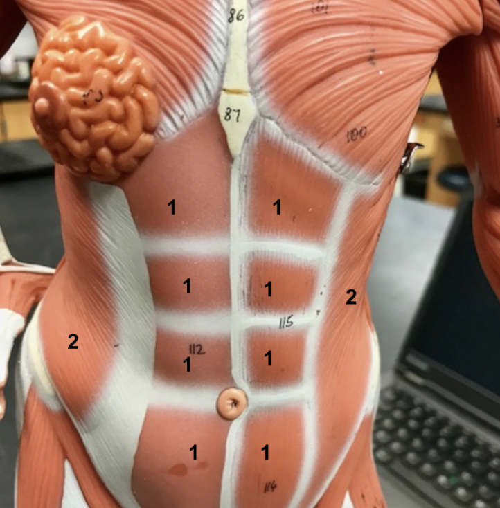 <p><span style="font-family: "Times New Roman", serif">Two of the major torso muscles are shown. What are their names?</span></p>
