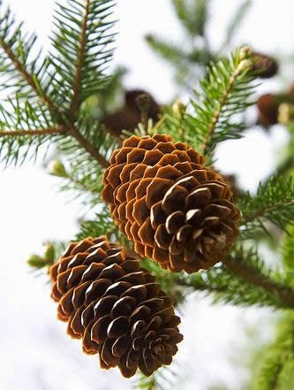 <p>Nëndivizioni KONIFEROFITINA; bimë farëzhveshur</p>